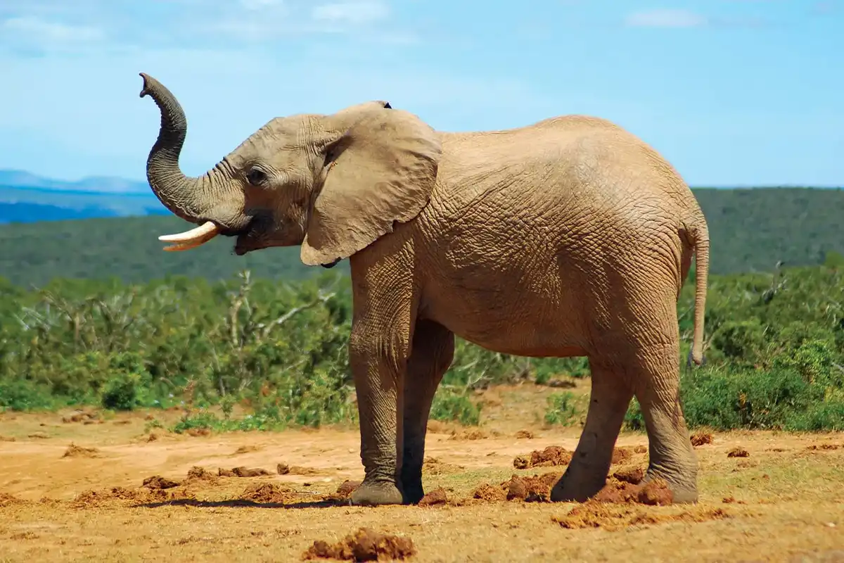 4 Days Big Five Safari
