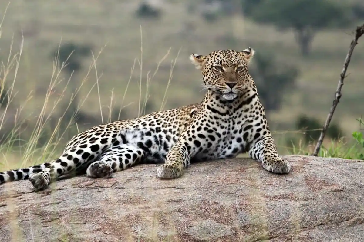 4 Days Luxury Safaris