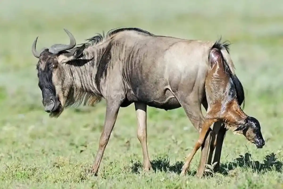 4 Days Ndutu Migration Safari (Private Safari)