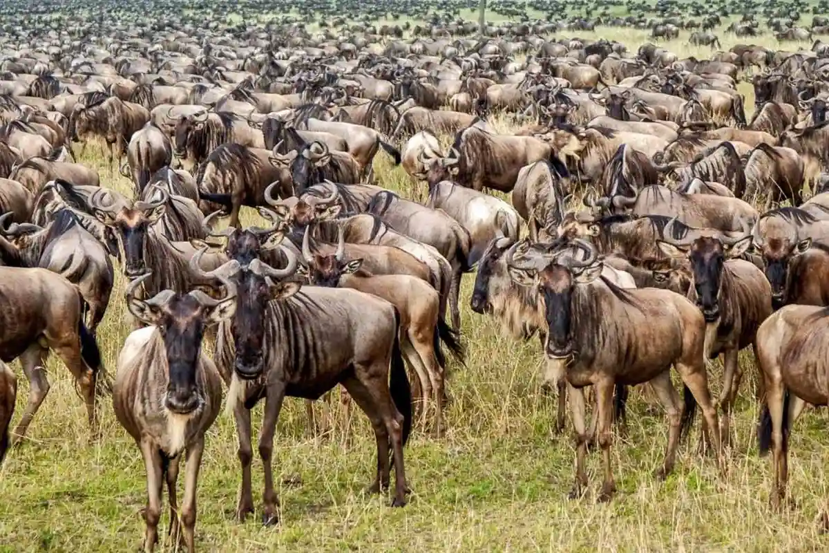 Serengeti Blog
