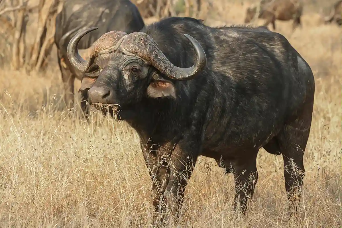 Serengeti National Park