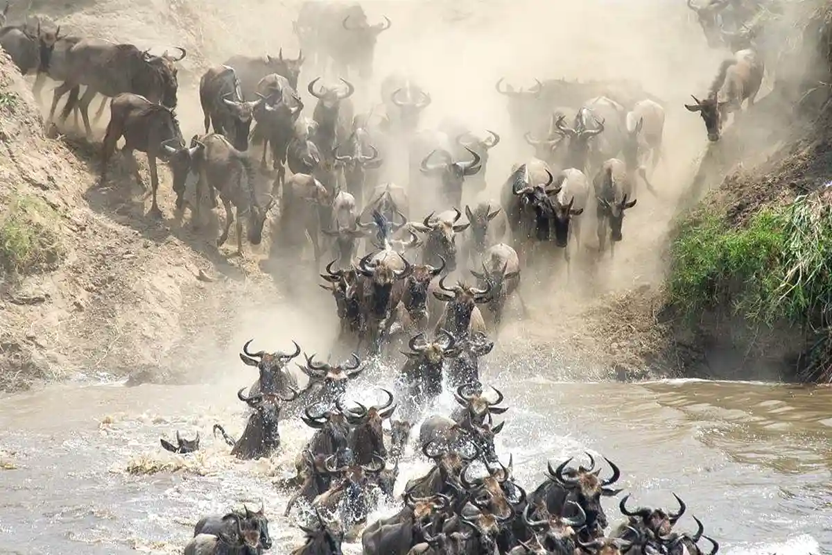 Great Migration Safari for 4 Days (Special for Honeymooners)