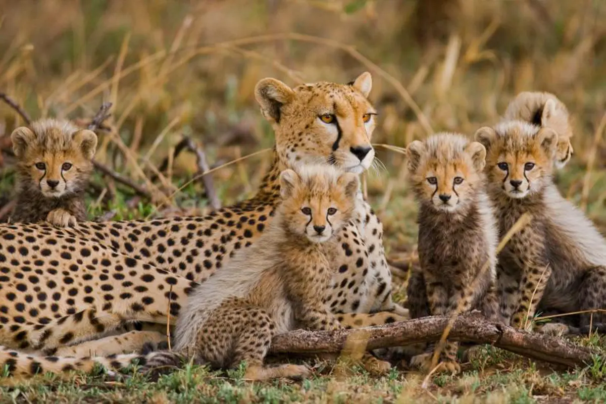 4 Days Budget Safari Tanzania Hero