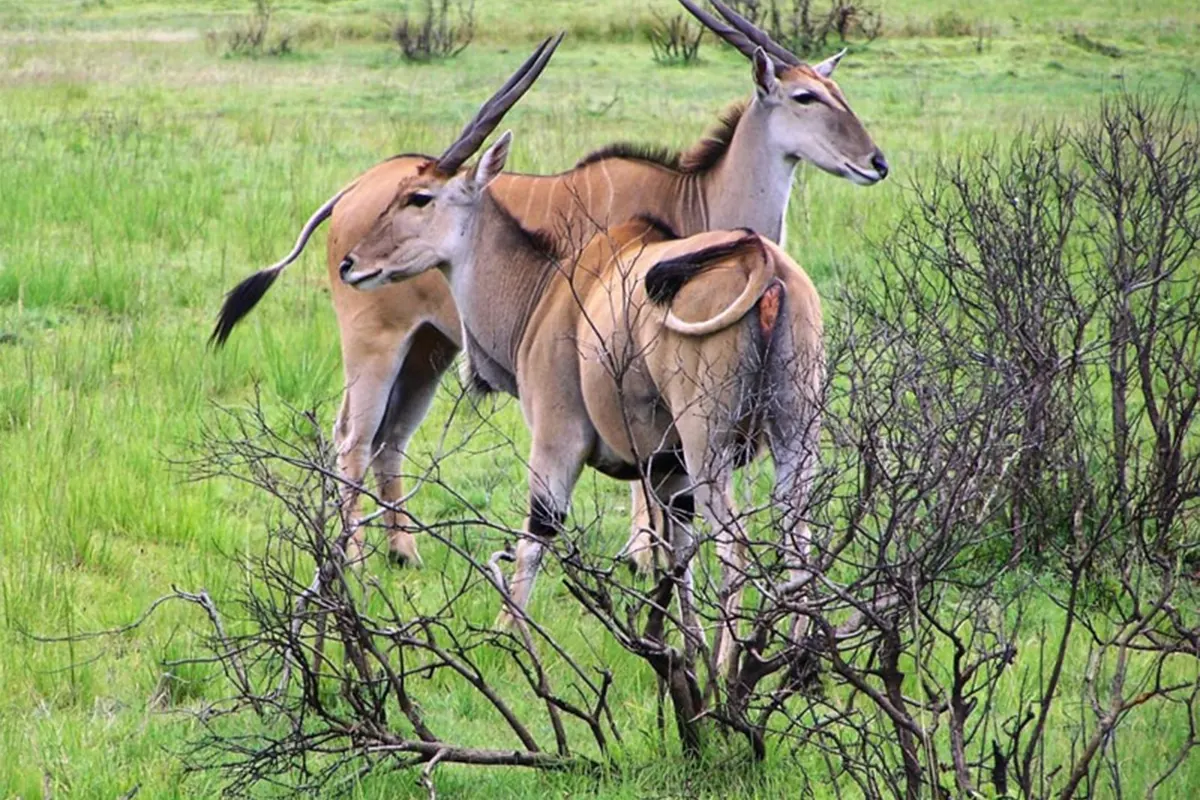 Honeymoon Luxury Safari from Moshi Hero