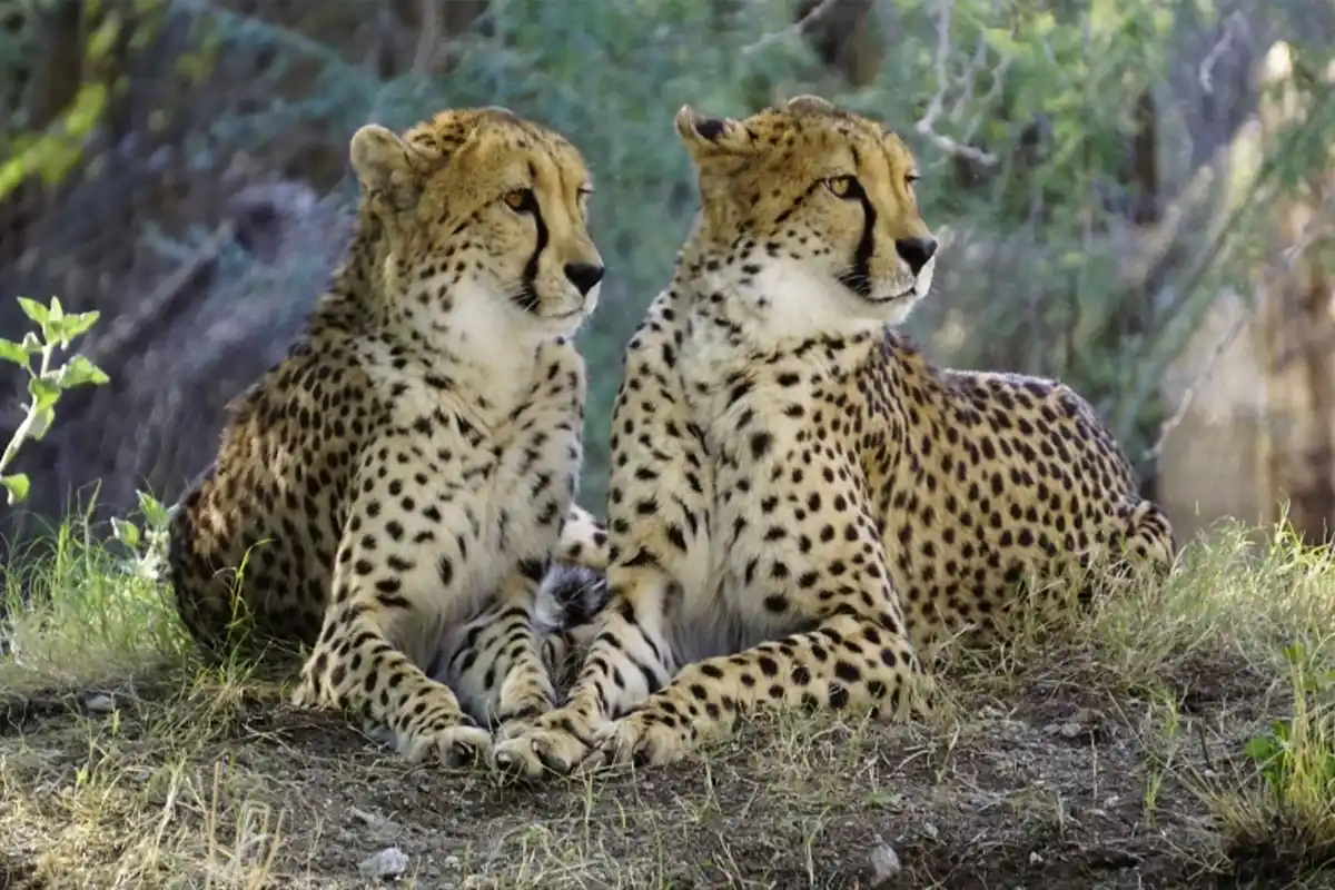 Tarangire & Ngorongoro Honeymoon Safari Hero