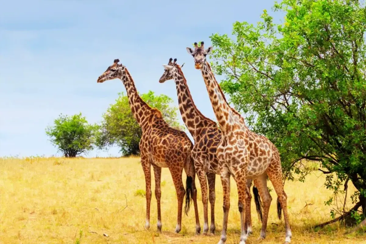 Private Safari from Zanzibar Hero