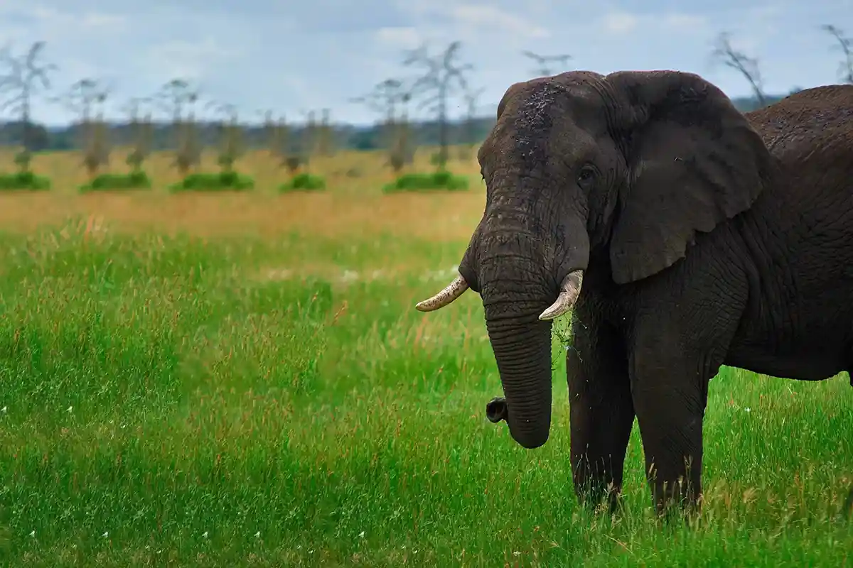 4 Days Budget Northern Circuit Safari