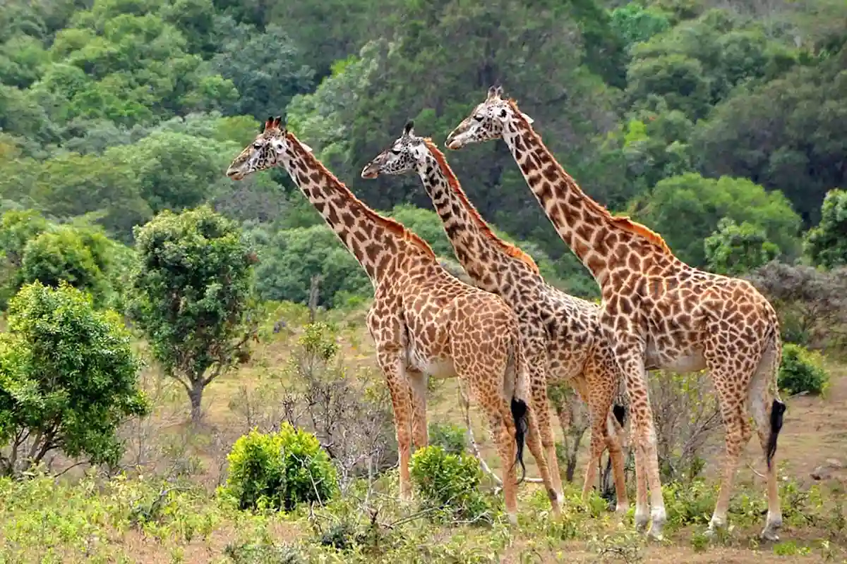 4 Day Mid-Range Family Safari