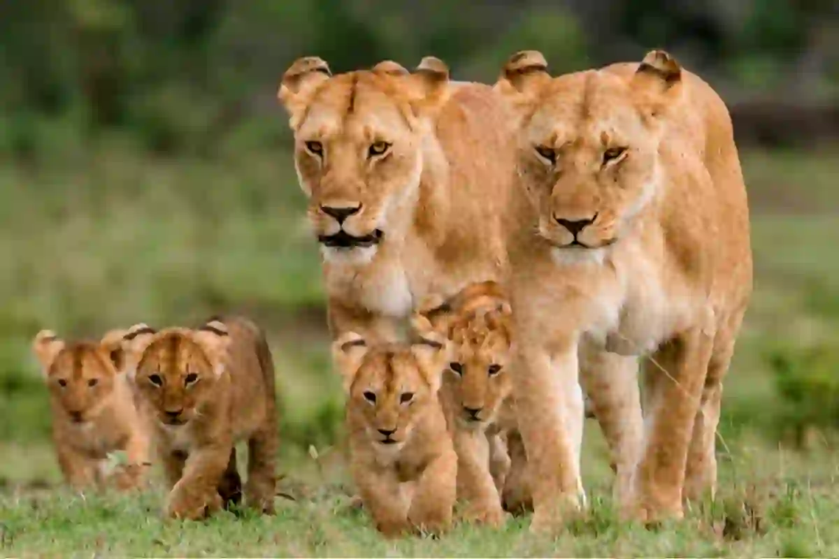 4 Day Mid-Range Lodge Safari