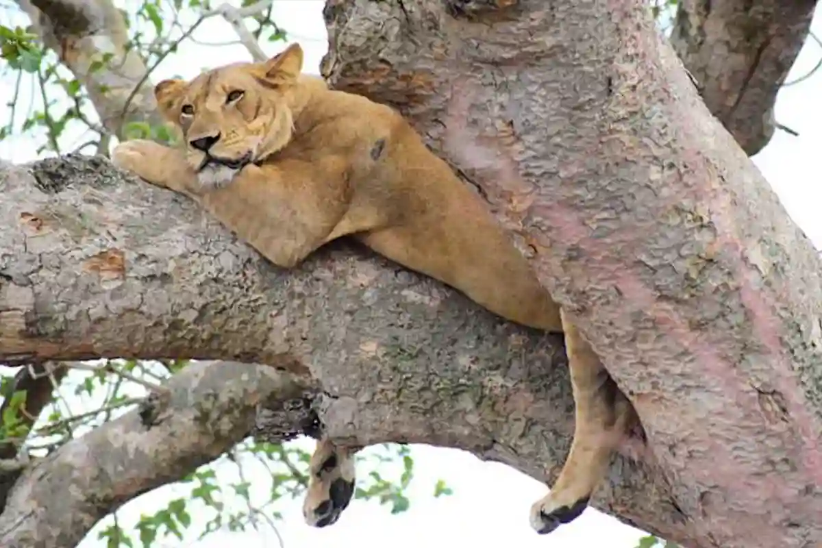 4 Days Mid-Range Serengeti Safari
