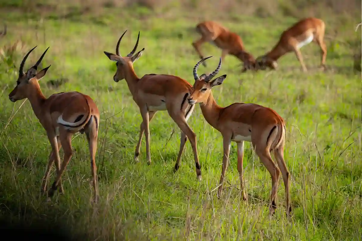 4 Day Mid-Range Tarangire Serengeti