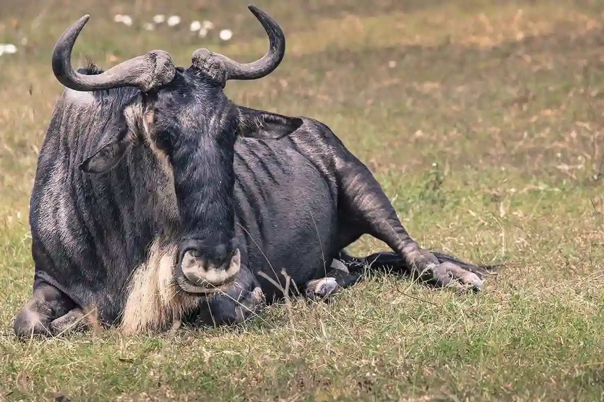 4 Day Tarangire Ngorongoro Mid-Range