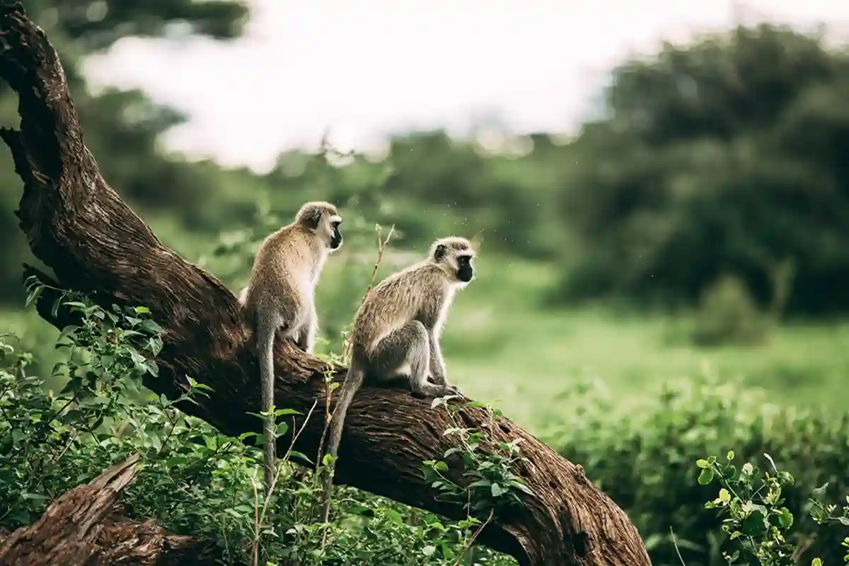 4 Days Budget Tarangire, Manyara & Crater Group Safari