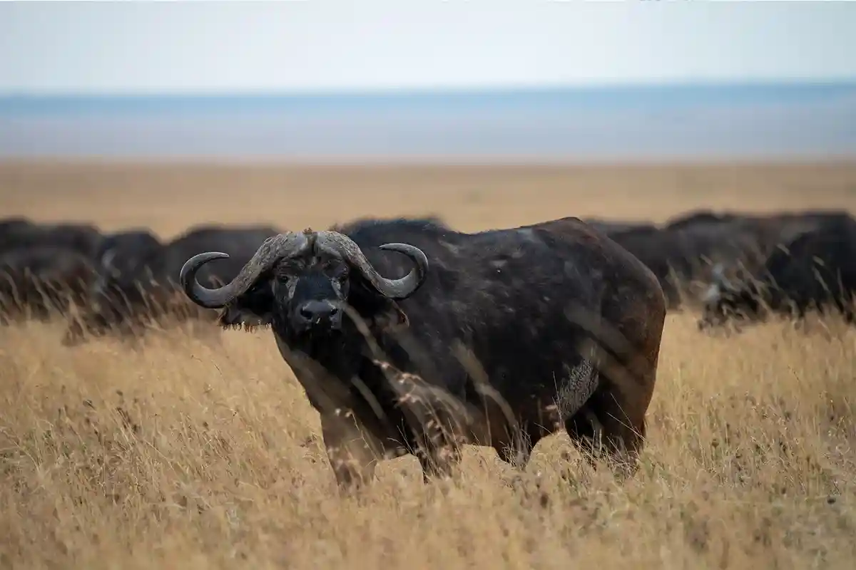 4 Days Budget Wildlife Adventure Safari