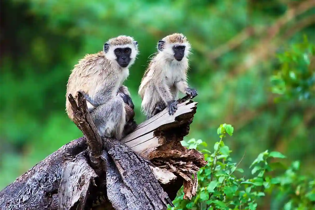 4 Day Kilimanjaro Cultural Safari