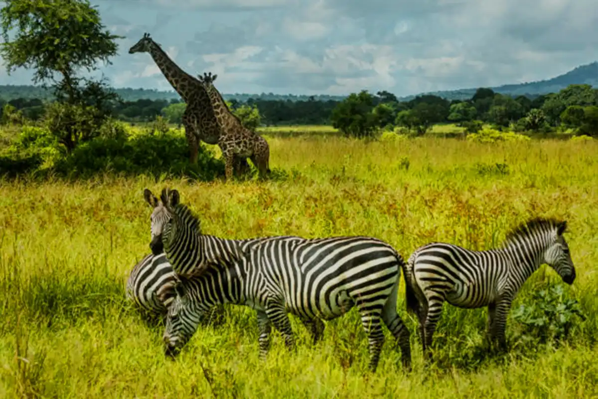 4 Days Luxury Safari from Arusha