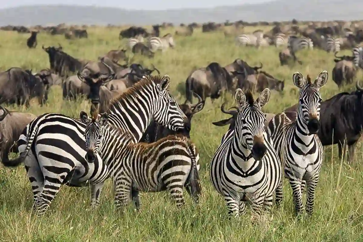 4 Day Mid-Range Family Safari