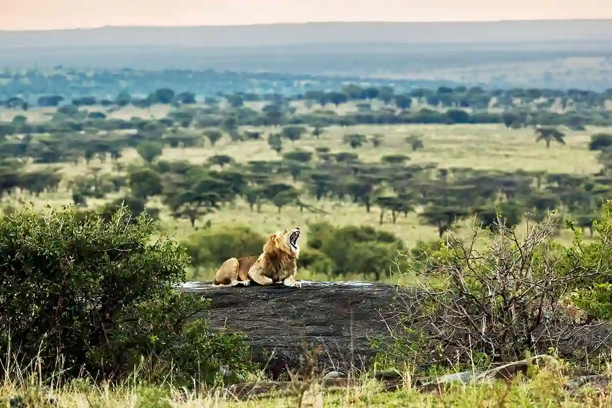 4 Days Mid-Range Lake Manyara, Serengeti & Ngorongoro
