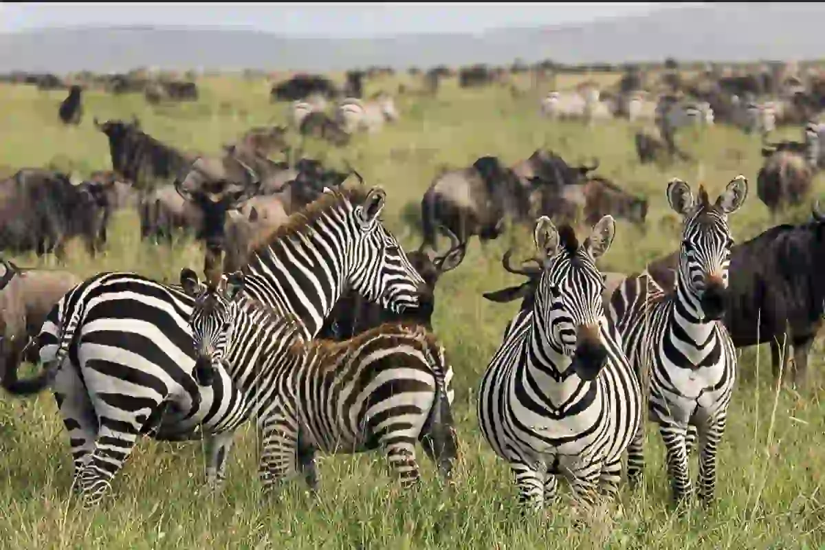 4 Days Mid-Range Serengeti & Ngorongoro Intensive Safari