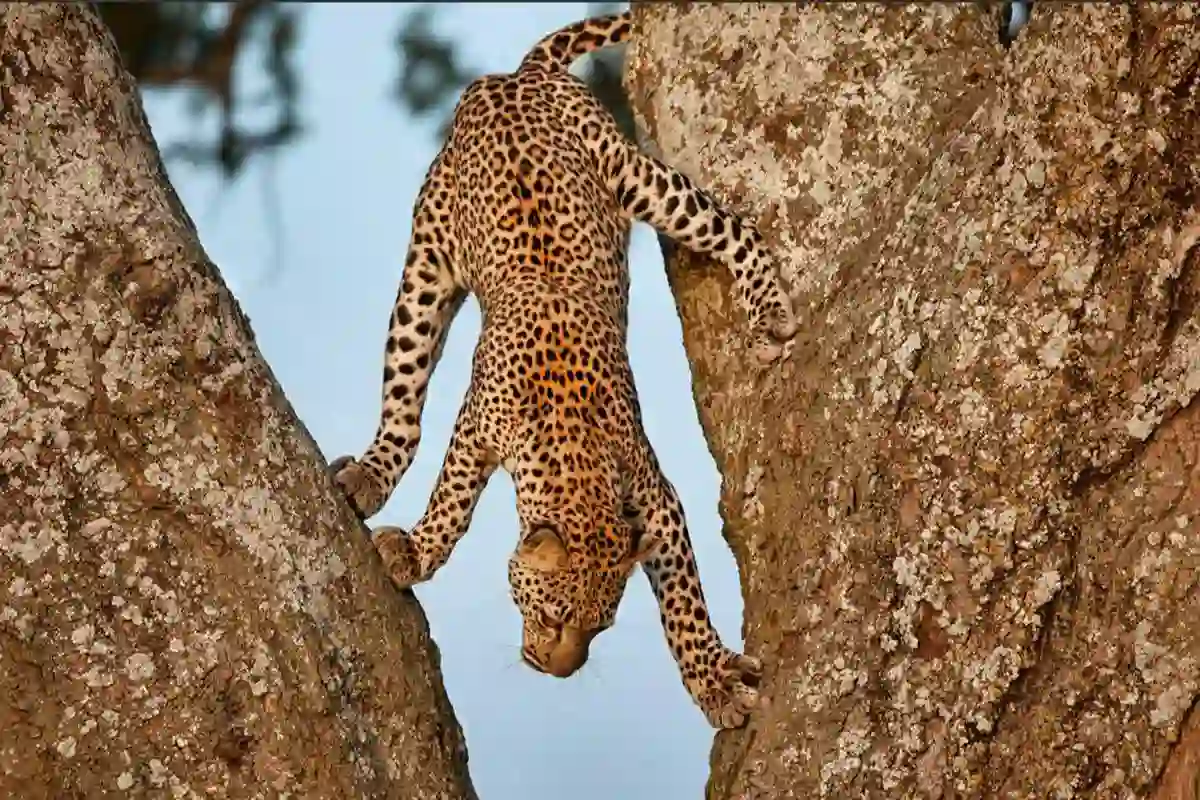 4 Days Mid-Range Serengeti Safari