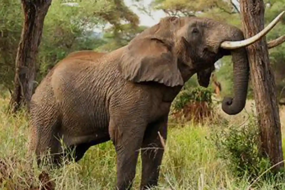 4 Days Mid-Range Tarangire & Serengeti Focus