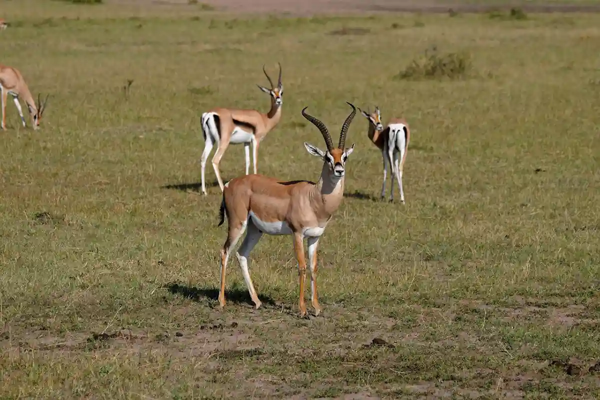 4 Day Mid-Range Tarangire Serengeti