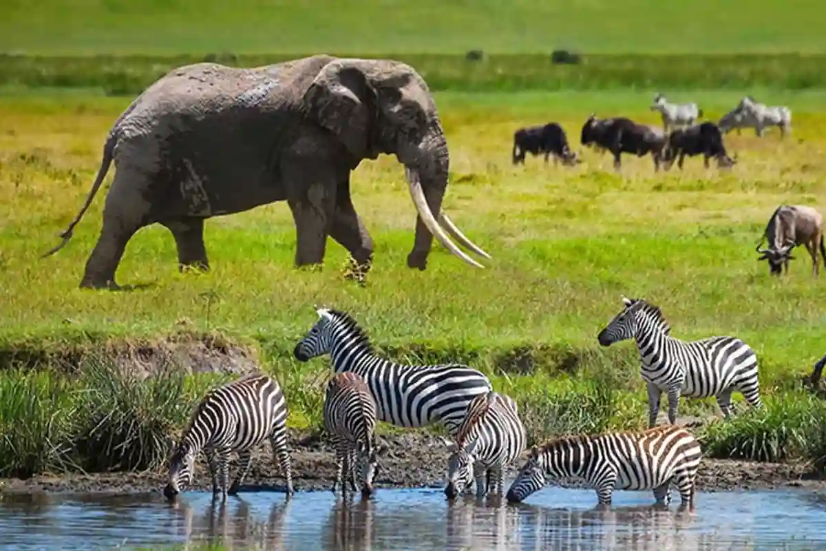 4 Days Private Safari from Zanzibar