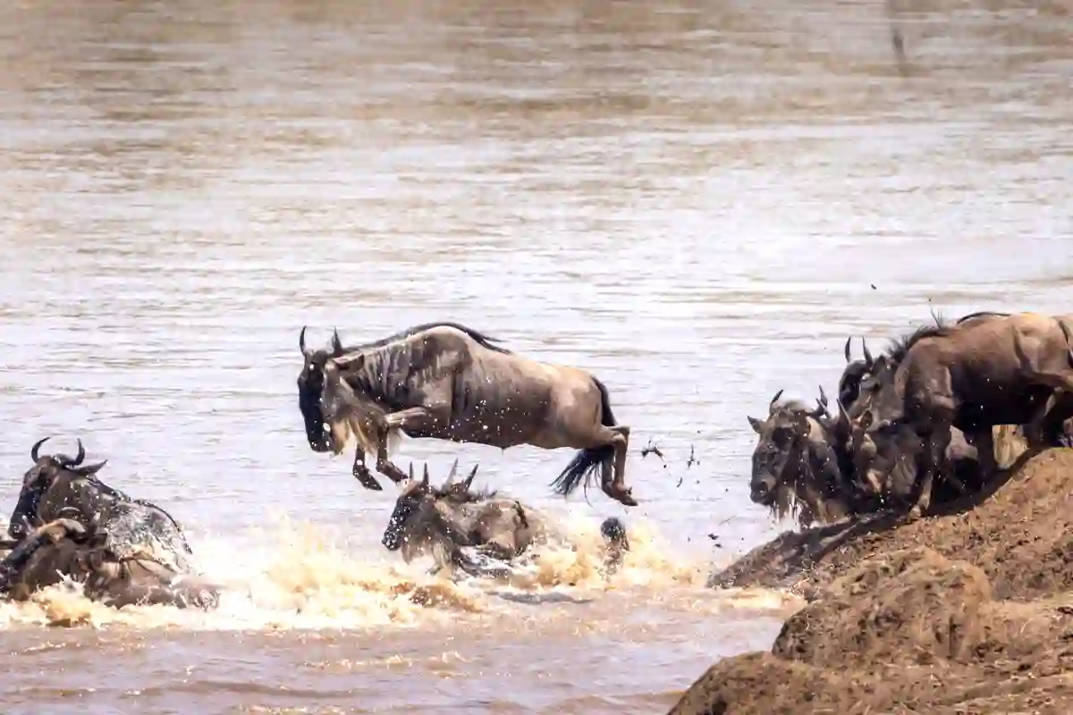 4 Days River Crossing Migration Safari