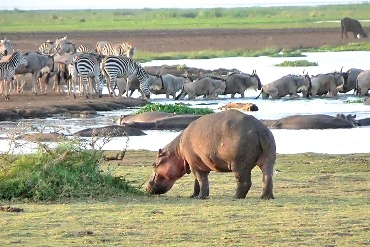 River Crossing Migration Safari