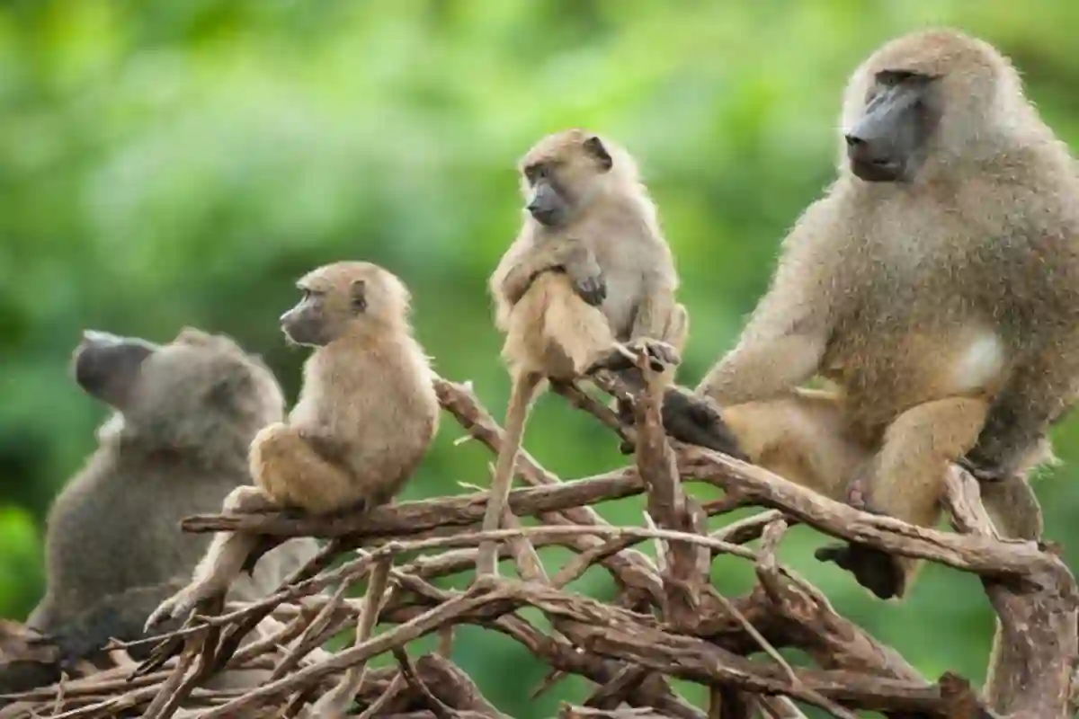 4 Days Serengeti Migration Honeymoon Luxury