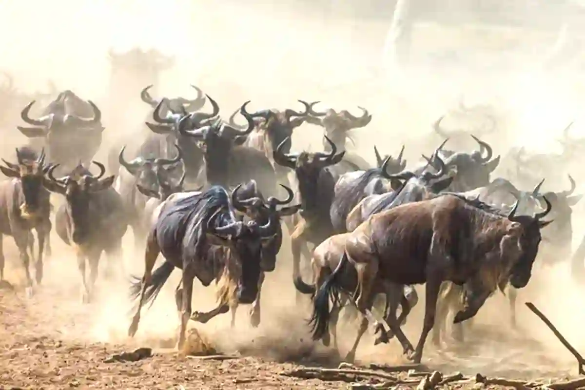 4 Days Serengeti & Ngorongoro Migration Safari