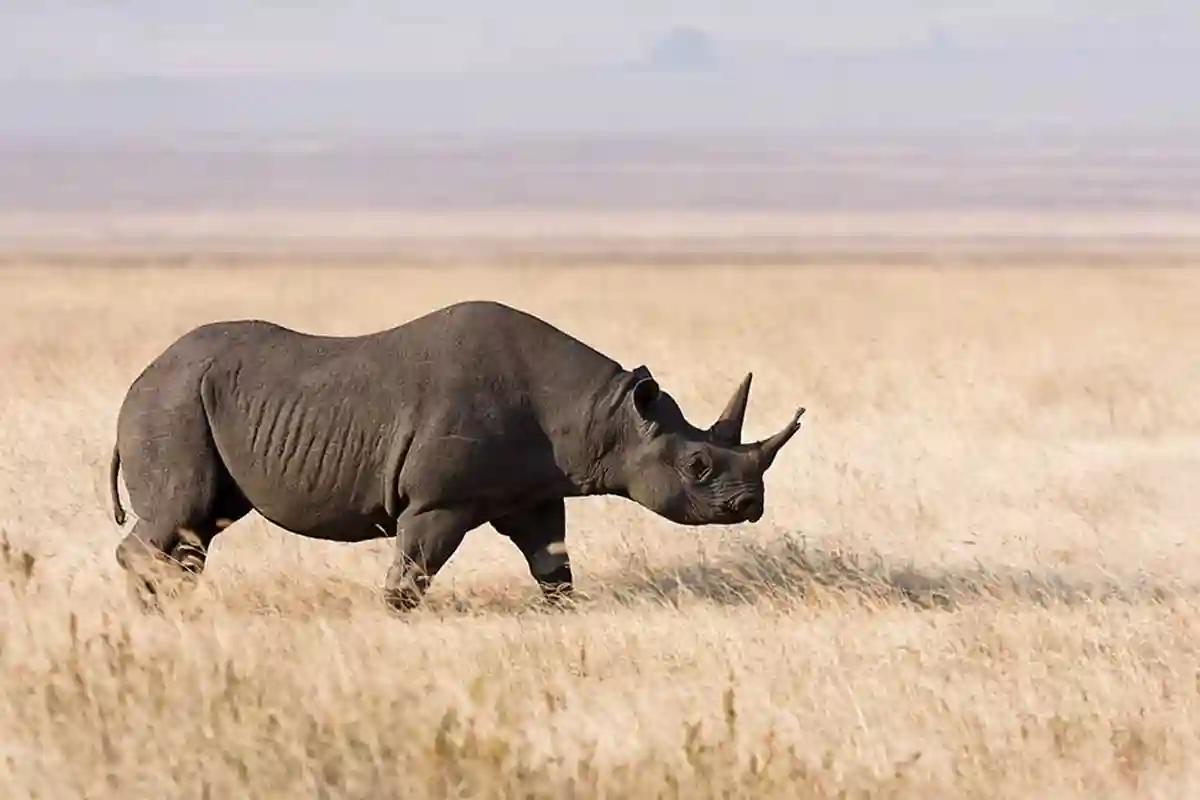 4 Day Tarangire Ngorongoro Mid-range