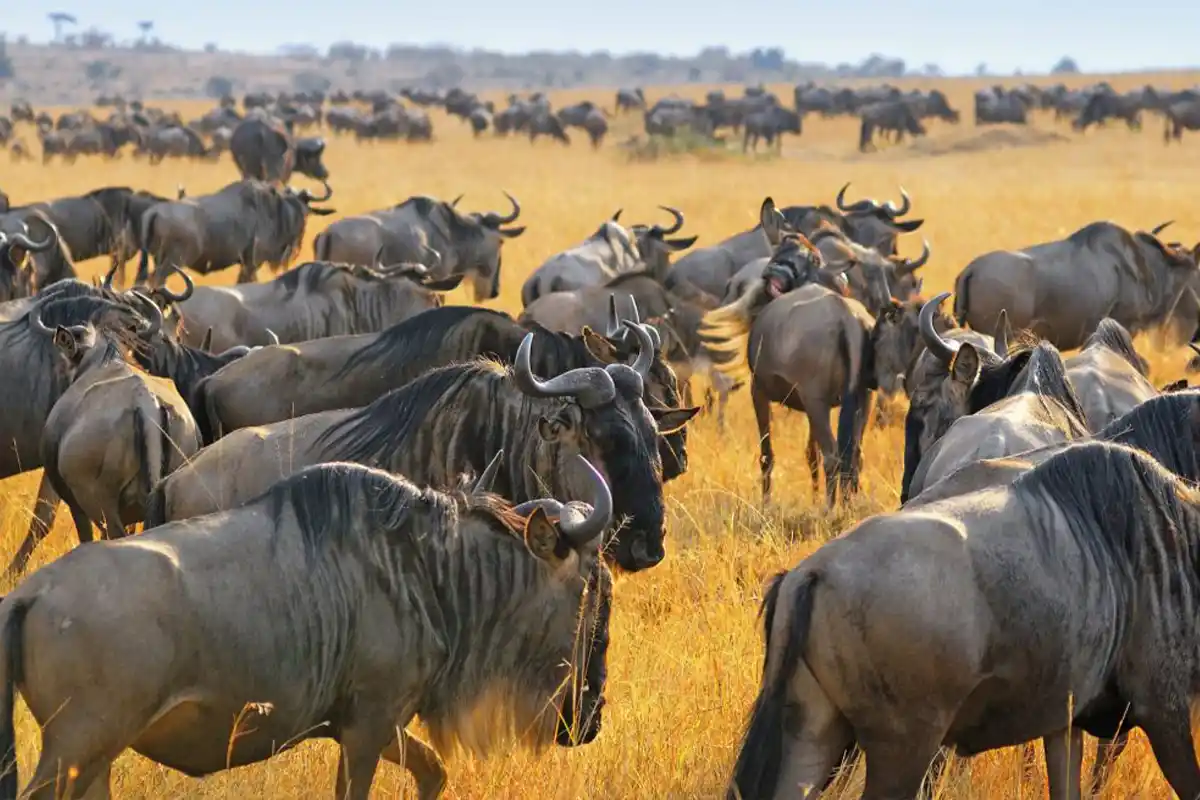 4 Days Wildebeest Migration Safari Serengeti for Family