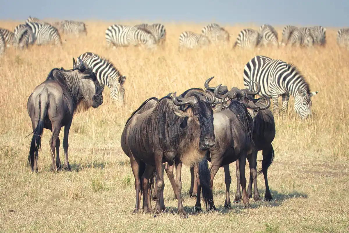 Great Migration Honeymoon Safari